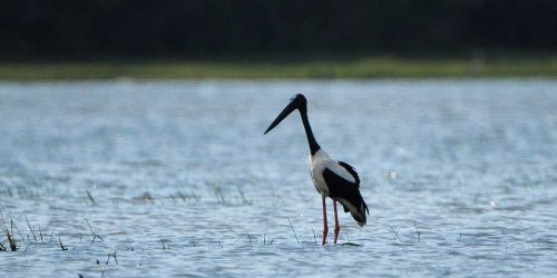 Wildlife & Bird watching safari, Kumana national park