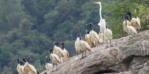 Bird watching, Gal Oya national park