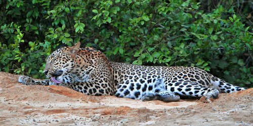 Wildlife safari, Wilpattu national park