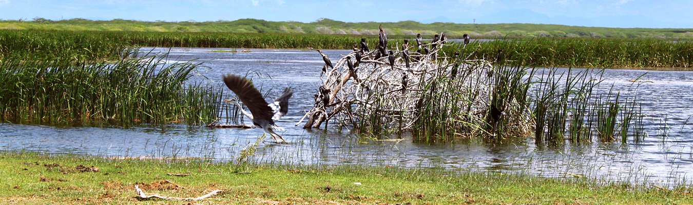 Wildlife safari, Bundala national park