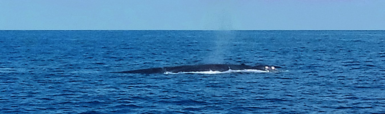 Whales watching, Mirissa