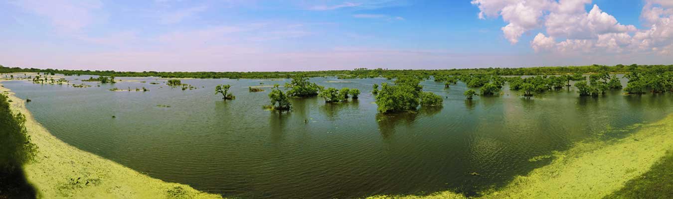 Wildlife & Bird watching safari, Kumana national park