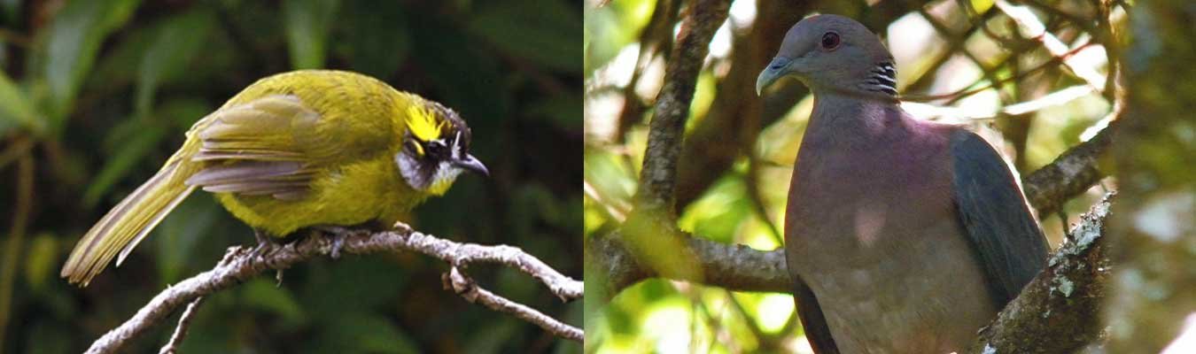 Bird watching, Horton plains national park