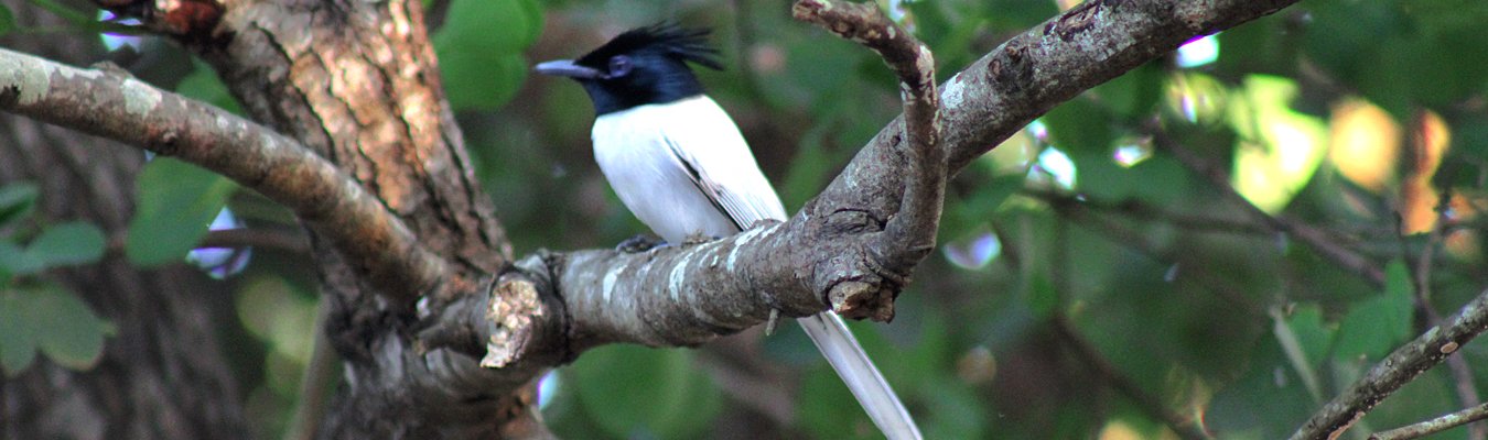 Kanneliya rain forest, Bird watching