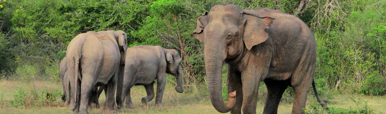 Wildlife safari, Lahugala national park