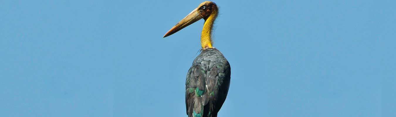 Bird watching, Wilpattu national park