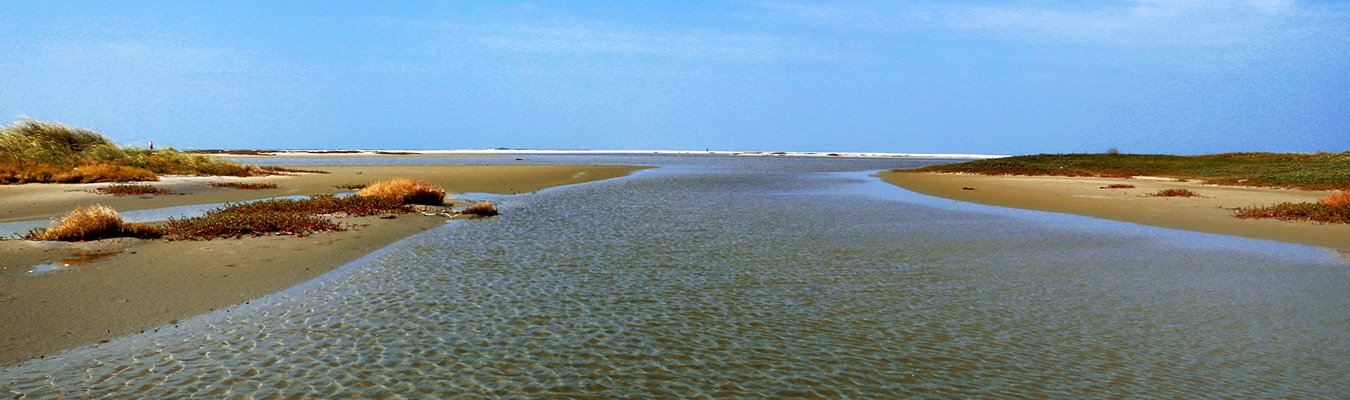 Bird watching, Adam's bridge marine national park