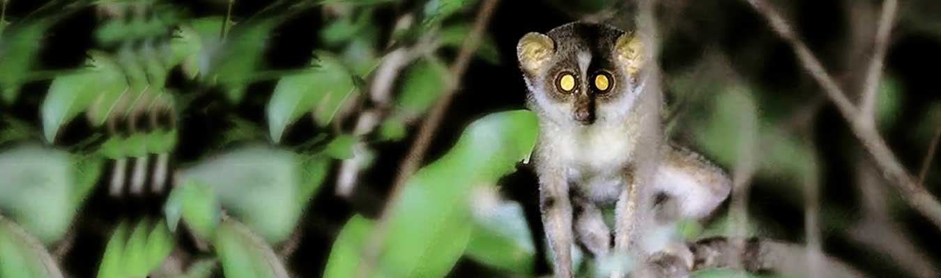 Night safari, Popham’s Arboretum