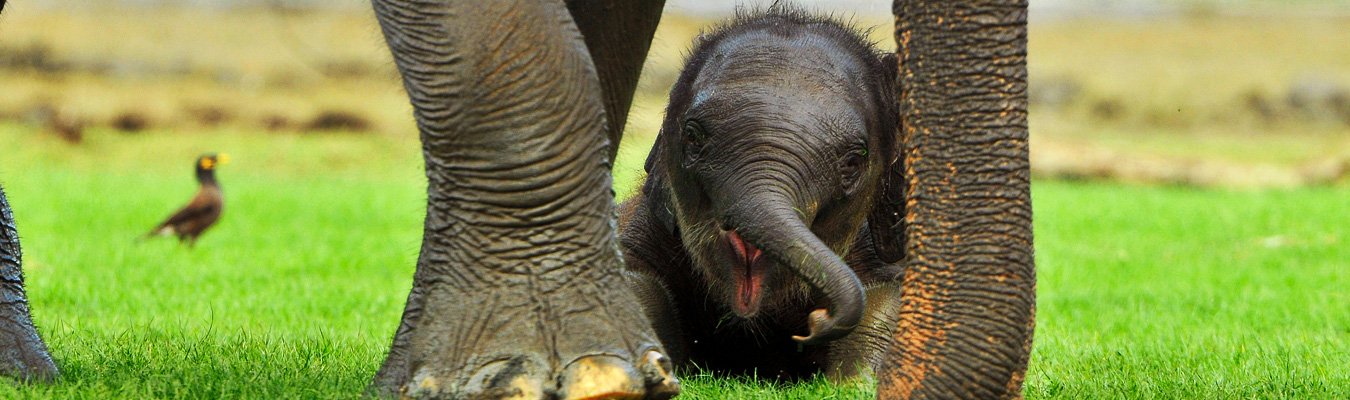 Elephants watching, Minneriya national park 