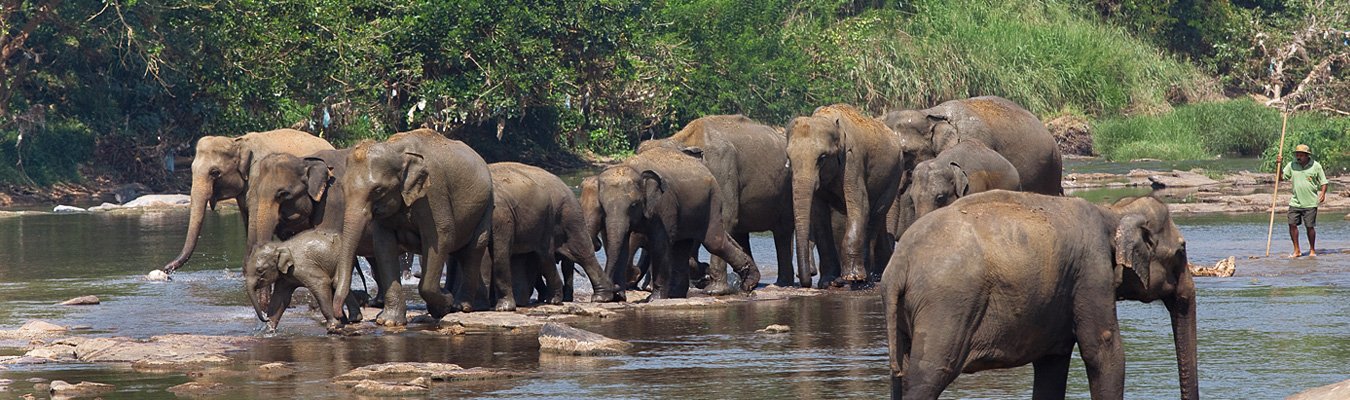 Pinnawala Elephant Orphanage