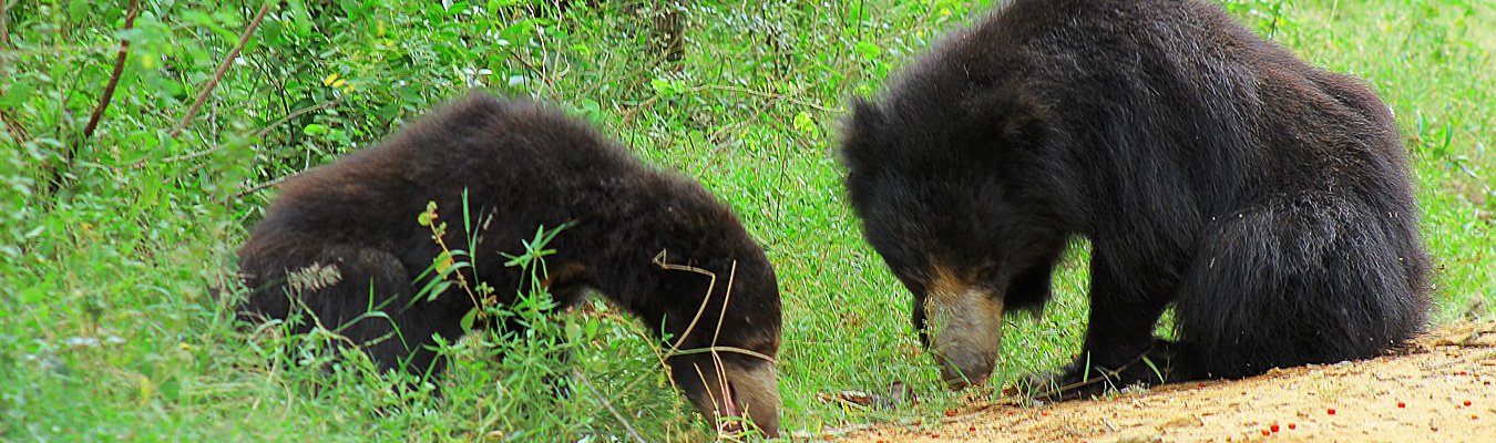 Wildlife safari, Wasgamuwa national park 