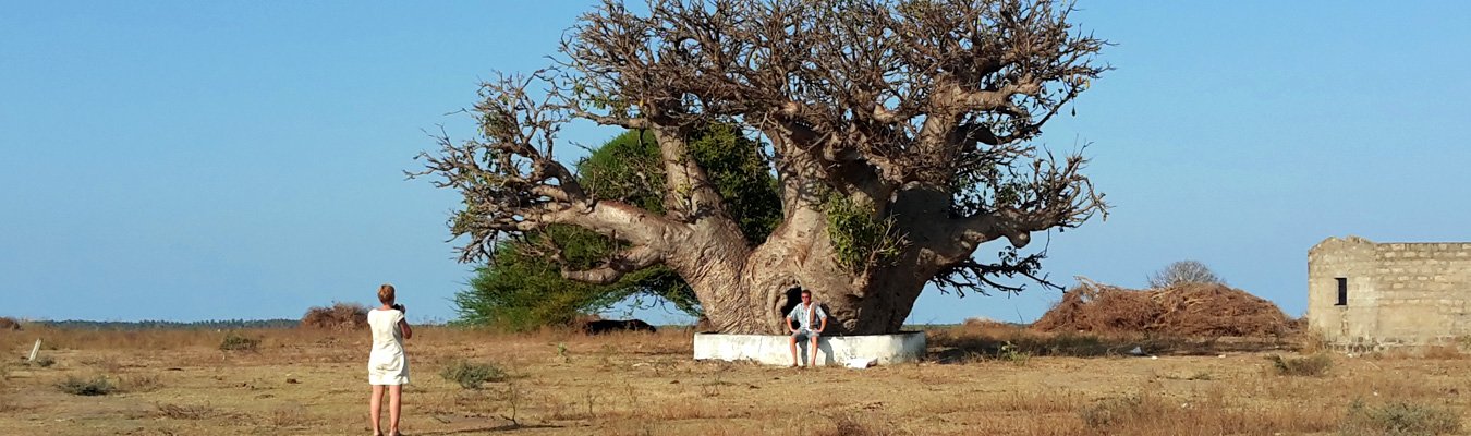 Baobab tree, Mannar