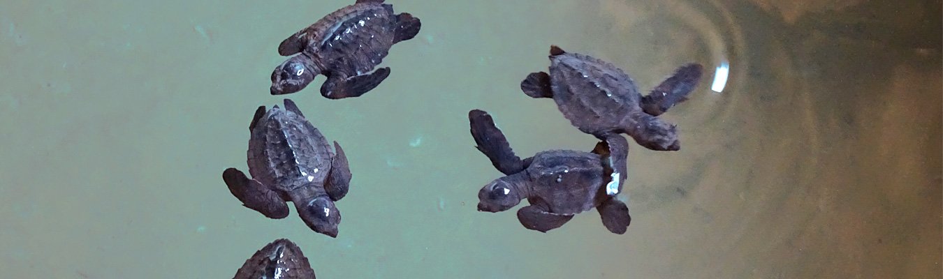 Kosgoda turtle hatchery