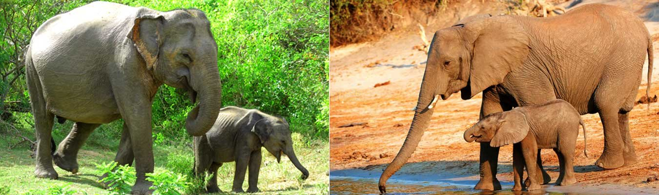 Asian Elephants vs African Elephants