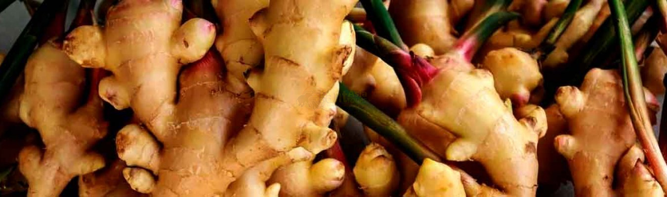 World of medicinal herbs - Ginger (Zingiber officinale)