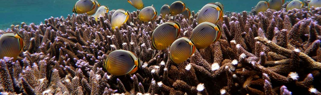 BEST PLACES TO SCUBA DIVING WITH CORAL REEFS IN SRI LANKA