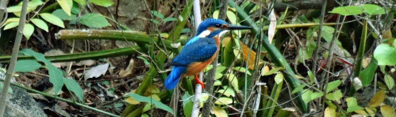 Sri Lanka, the best Bird watching destination 