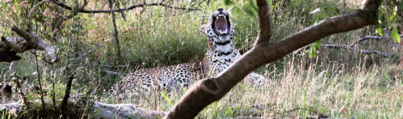 Sri Lankan Leopard Day - National Day for Sri Lankan Leopard