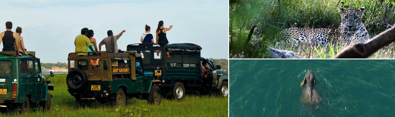 Safari Holidays - Option XI - Summer