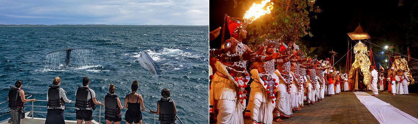  While watching blue whales, discover Sri Lanka's cultural heritage.