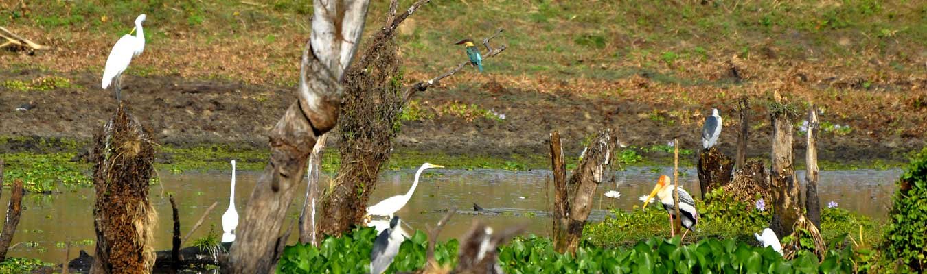 Discover Sri Lankan Endemics