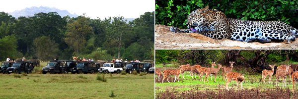 Safari Holidays - Option II - Summer