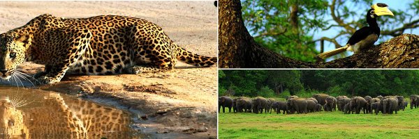 Safari Holidays - Option - III (Summer)