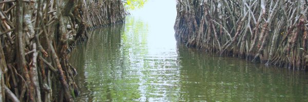 Visit Kalutara Temple, Lunuganga (Geoffrey Bawa’s House), Kosgoda Turtle Hatchery and Maduganga